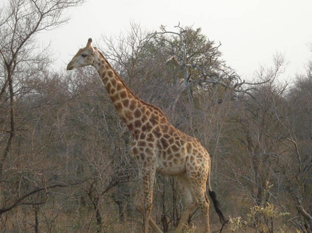 Maduma Boma Game Conservancy Hoedspruit Exterior photo